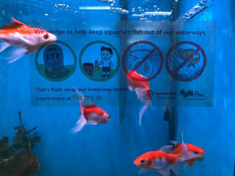 These educational sticker have been placed in pet retails fish tanks to inform fish buyers of how to properly dispose of dead fish.