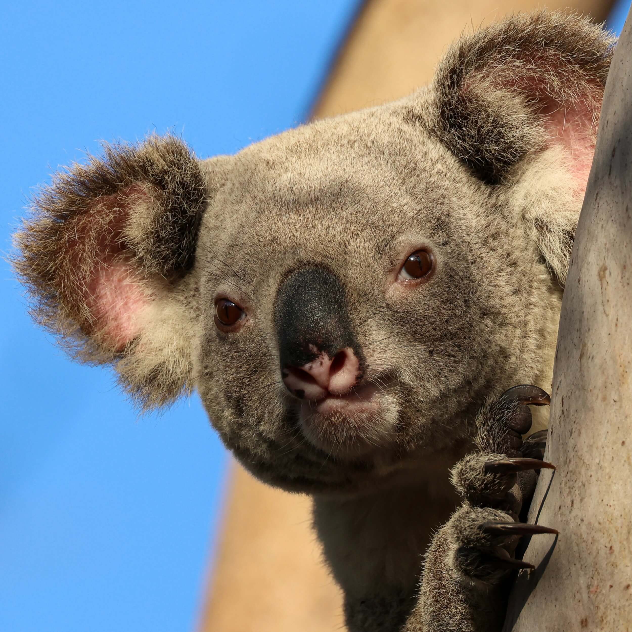 Koala guide: why do they have big noses, what they eat, and the dangers  they face - Discover Wildlife