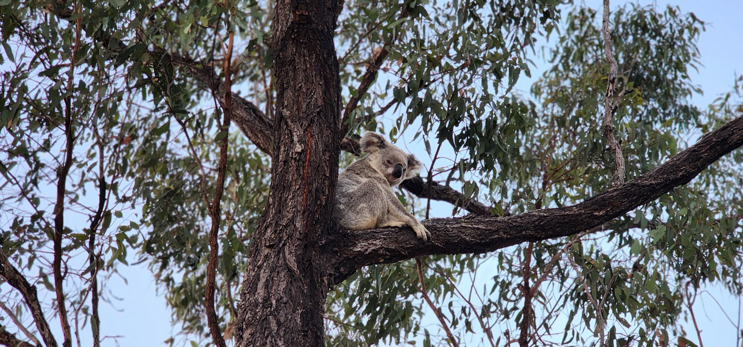 A koala sitting in a tree
