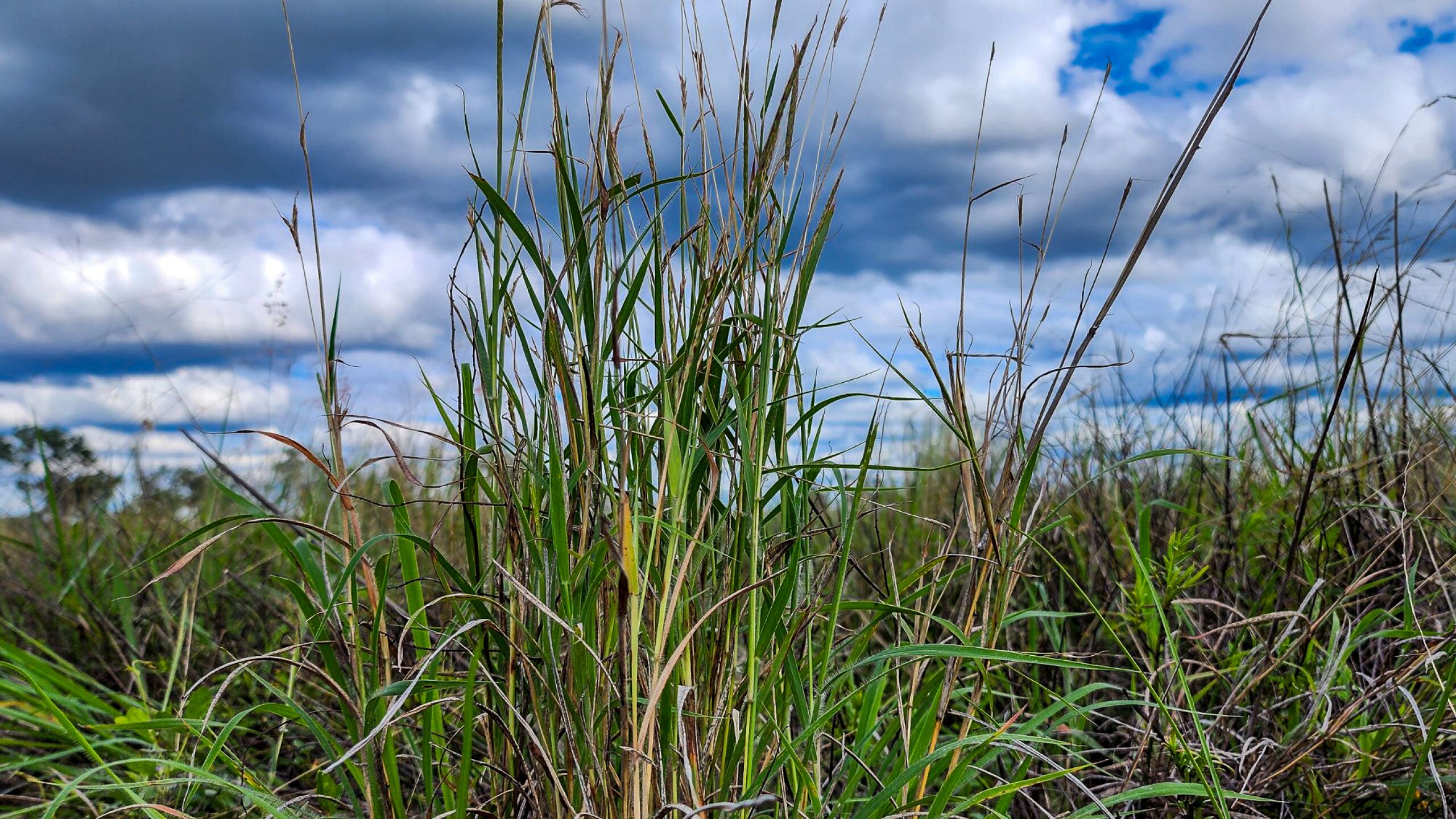 A close-up of King Blue Grass