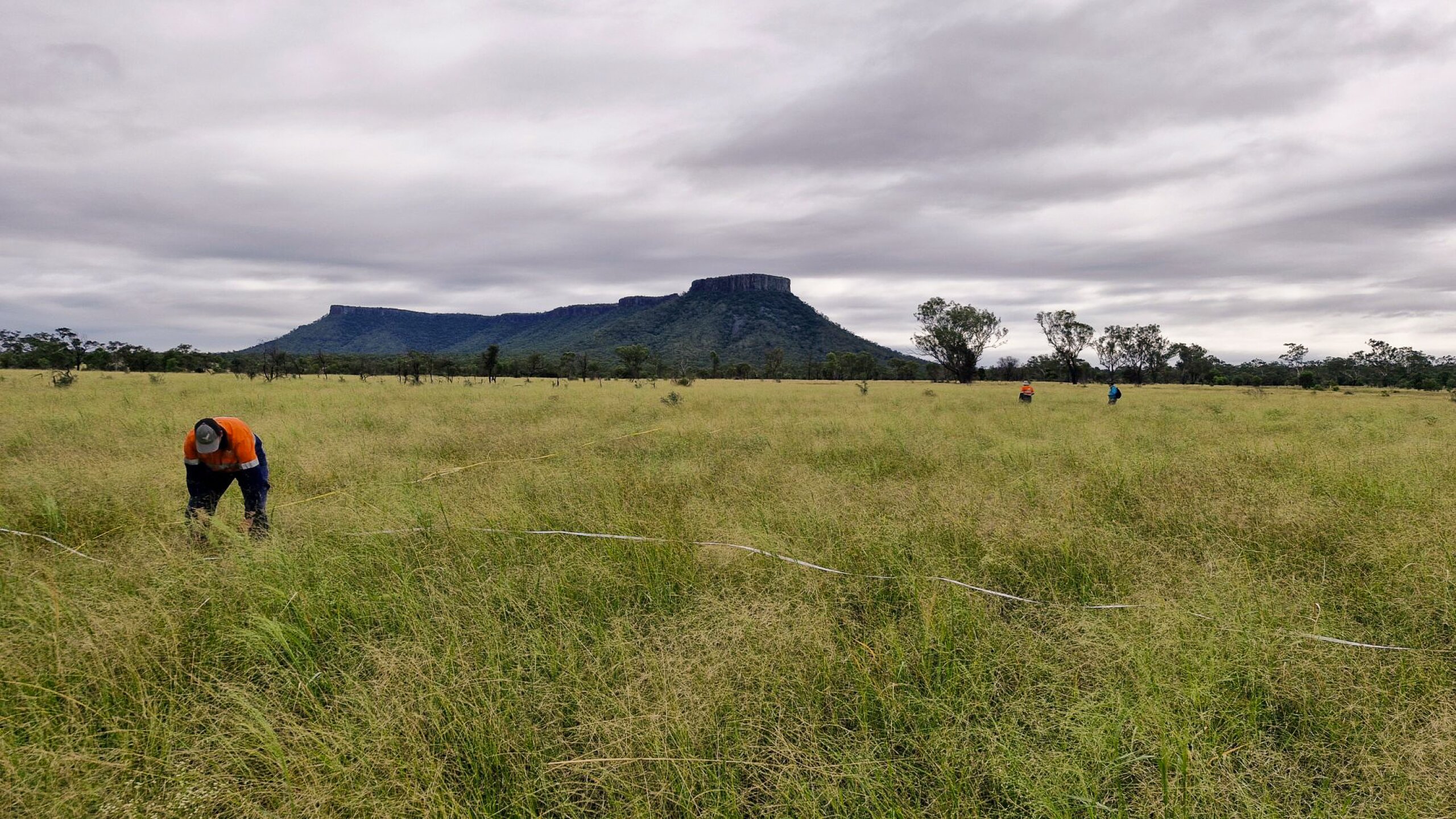 An FBA staff member surveying for King Blue Grass in a field near Lord's Table Mountain