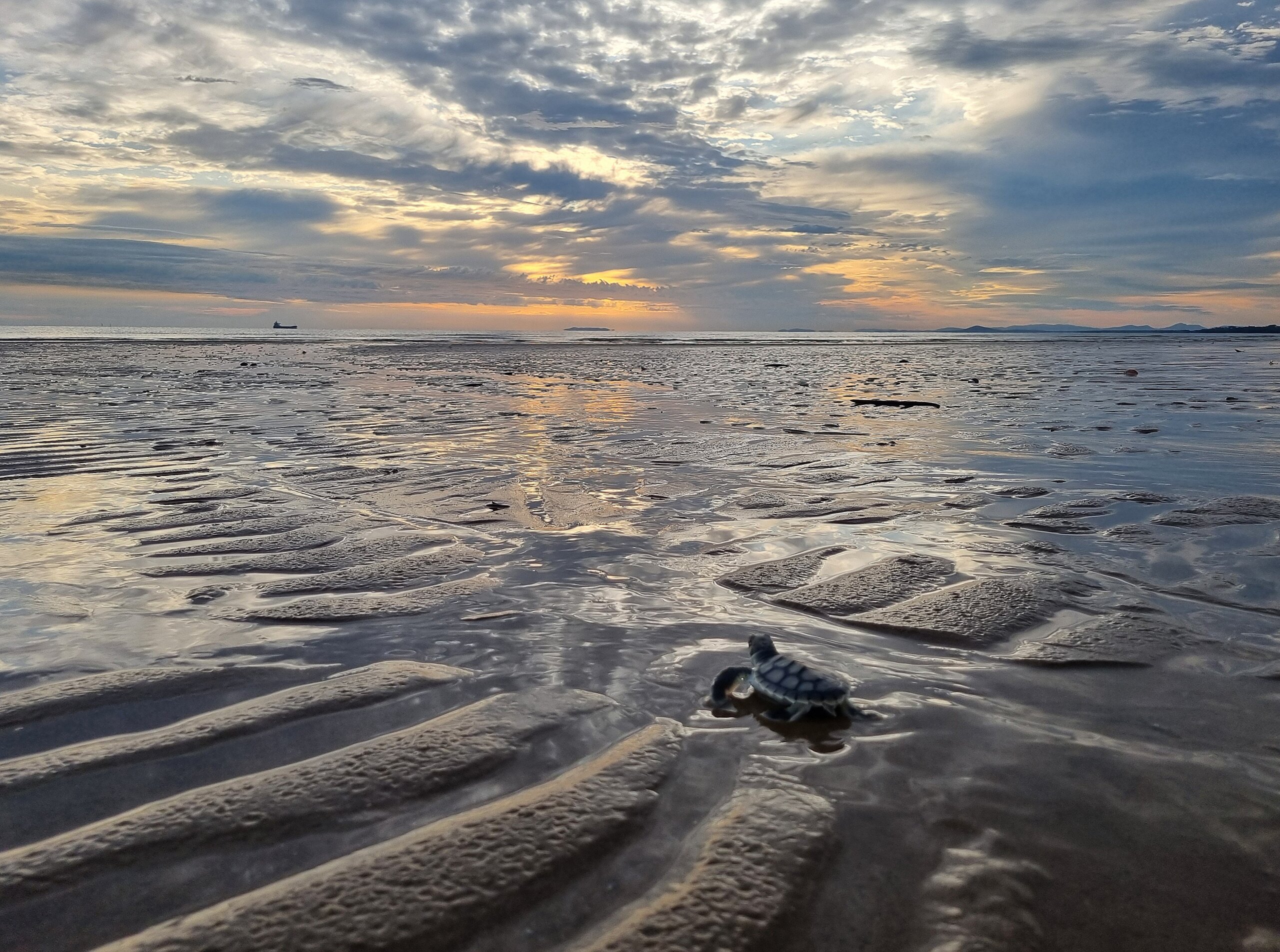 A flatback hatchling making its way towards the ocean