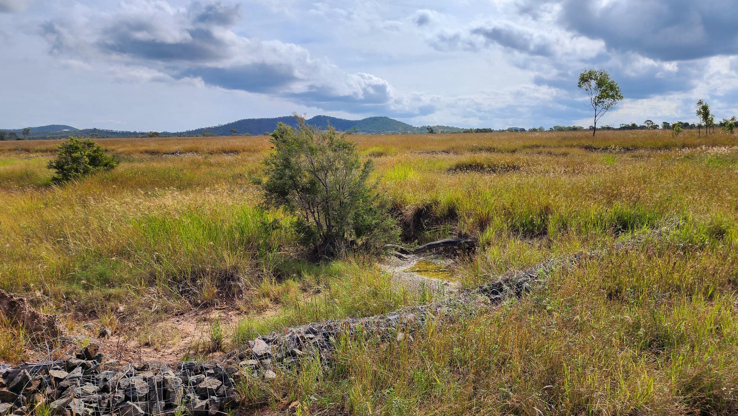 Gully five years after works in 2025