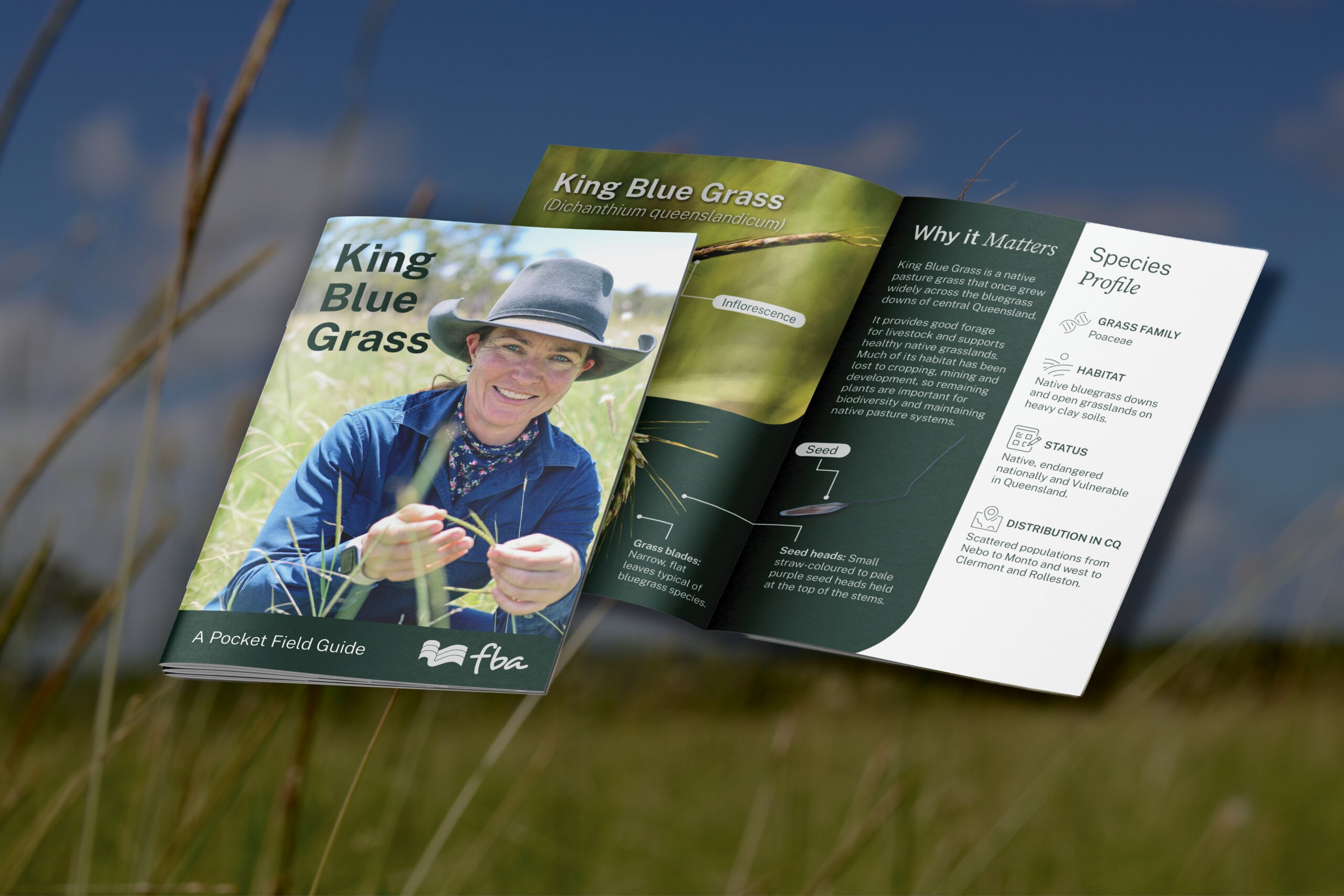 FBA King Blue Grass pocket field guide, how to identity king blue grass in your paddock