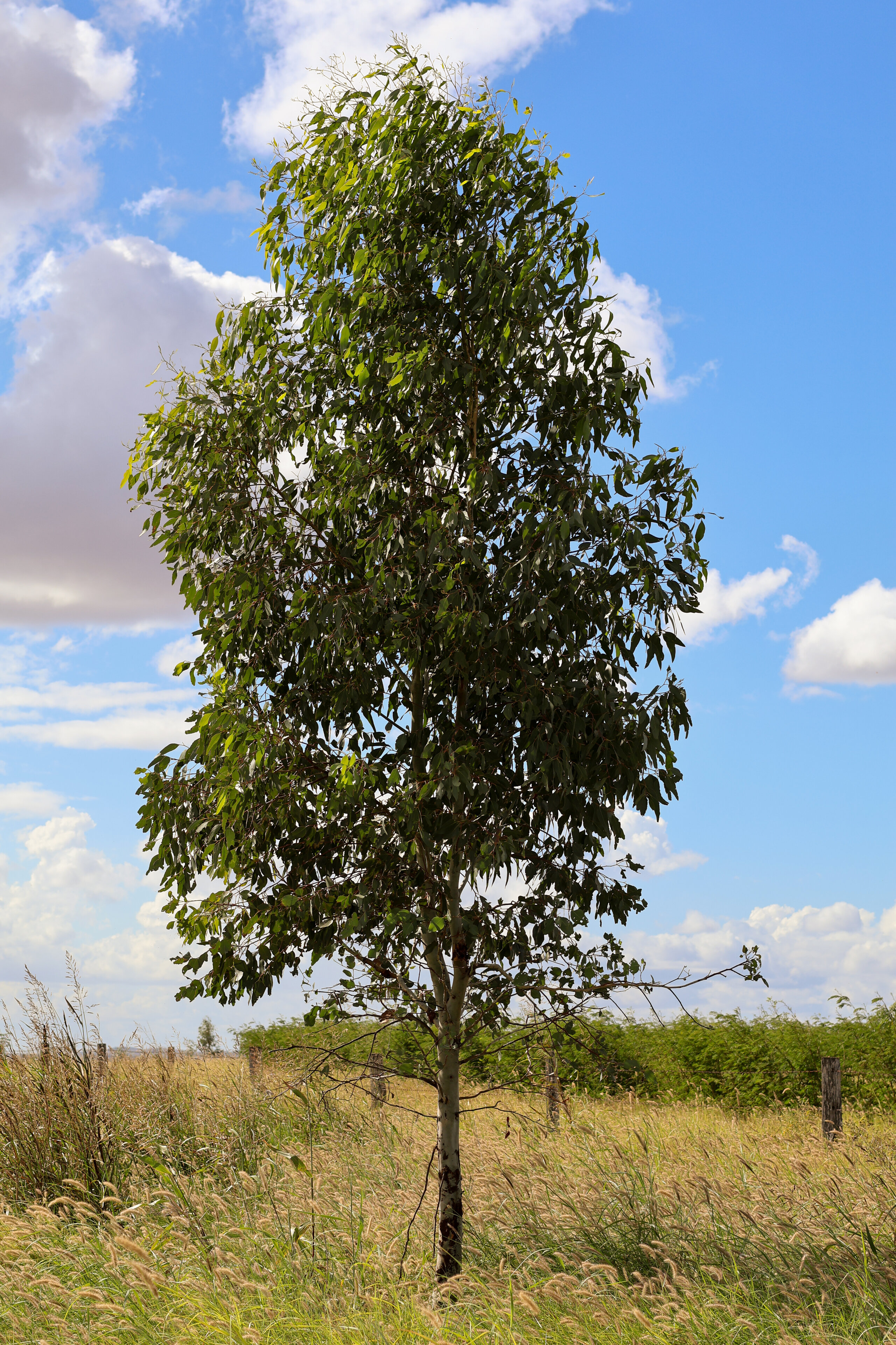 Native trees planted to create a native tree corridor on Barfield Station.
