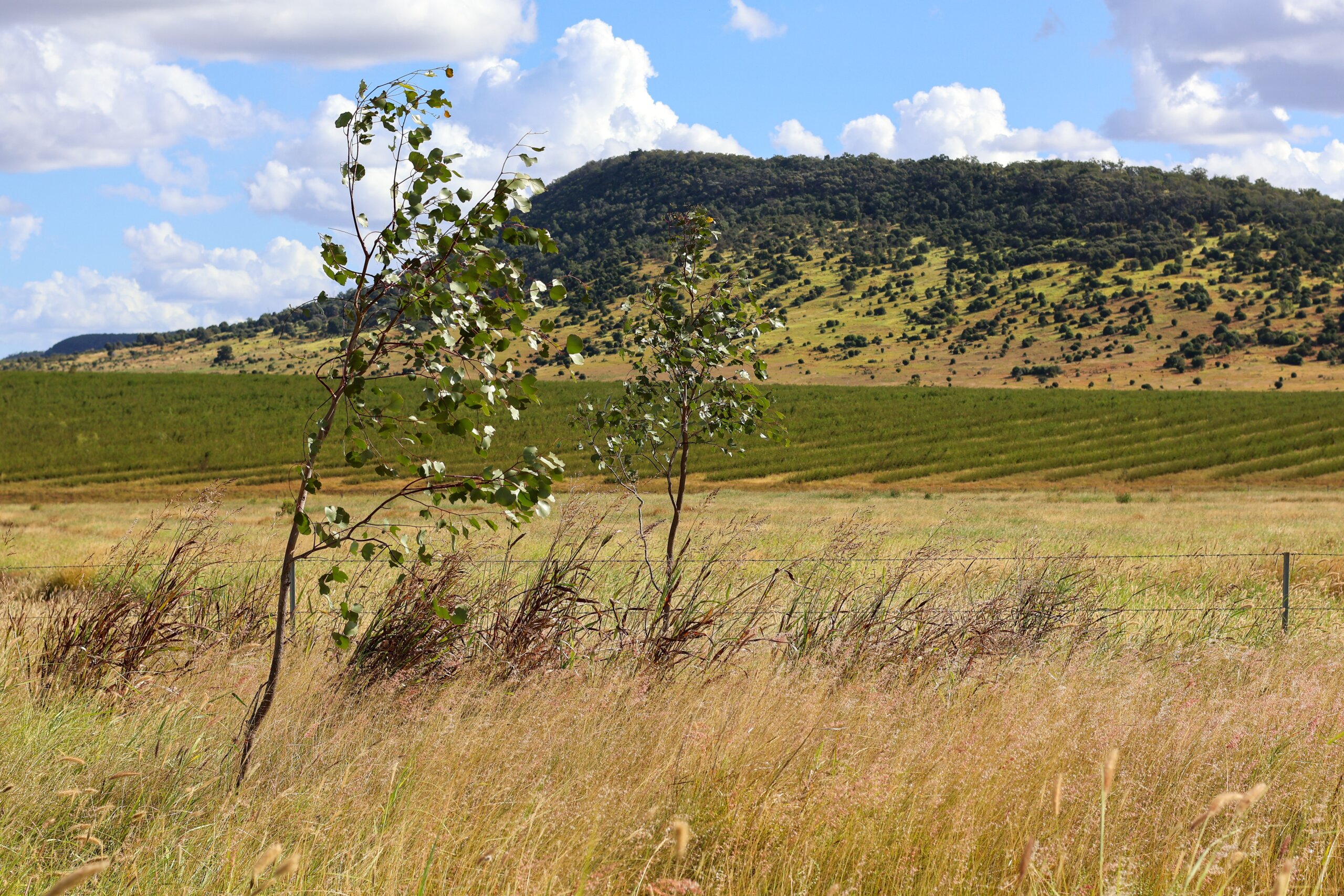 Native trees planted to create a native tree corridor on Barfield Station.