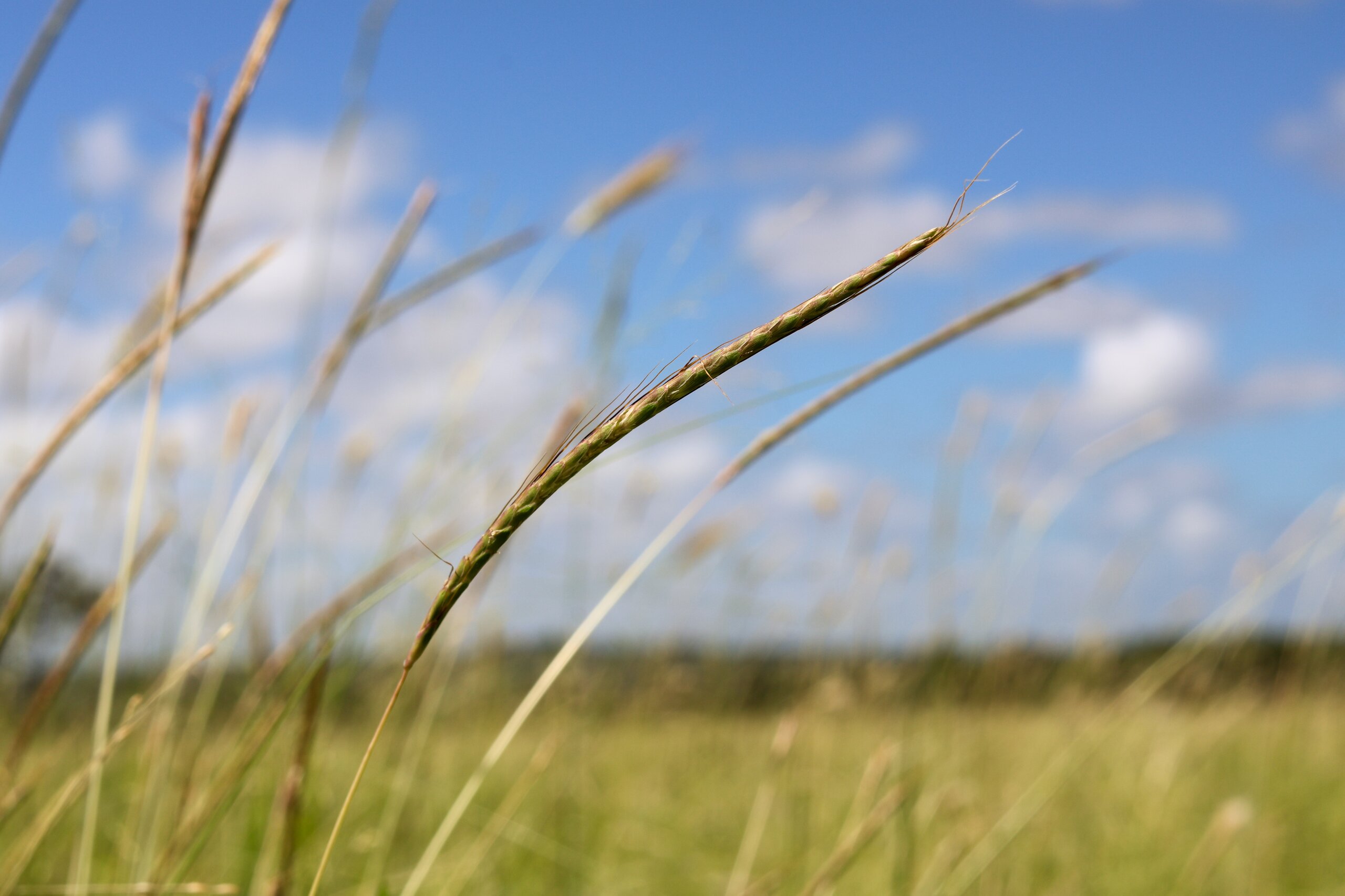 King Blue Grass in a Queensland paddock on a sunny day