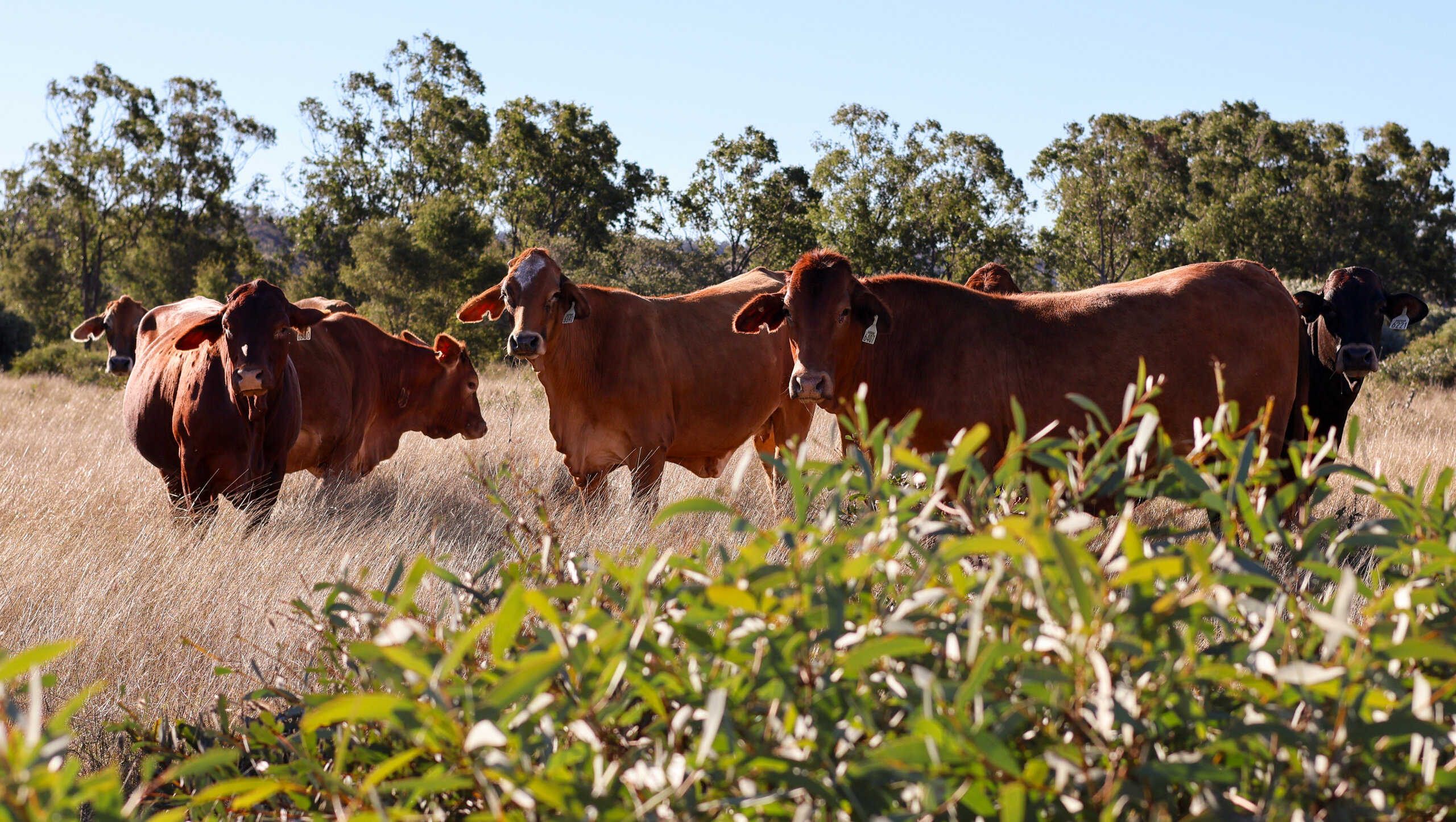 Cattle grazing in a paddock with brigalow on a central Queensland property