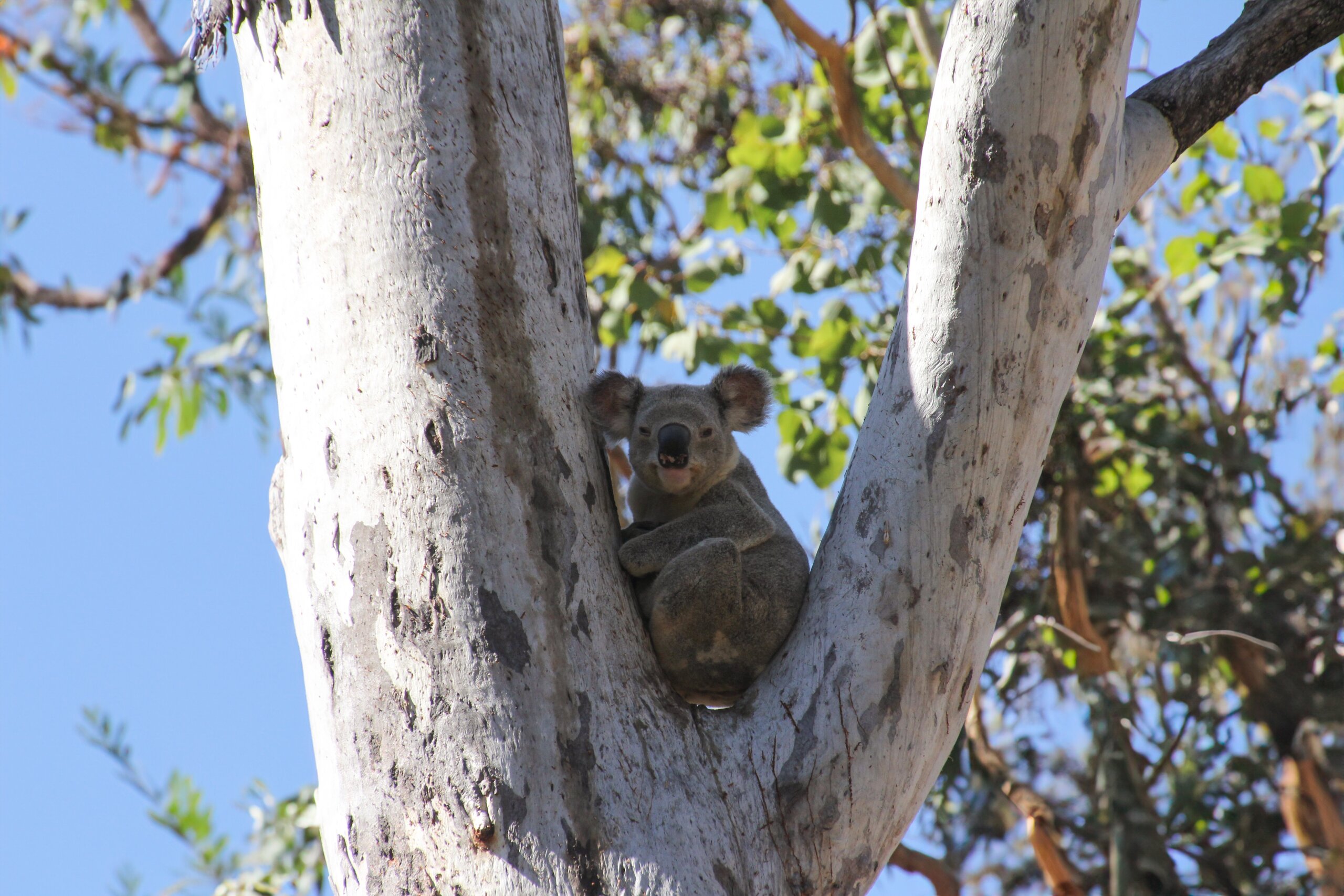 A Koala sits in the fork of a tree looking at the camera