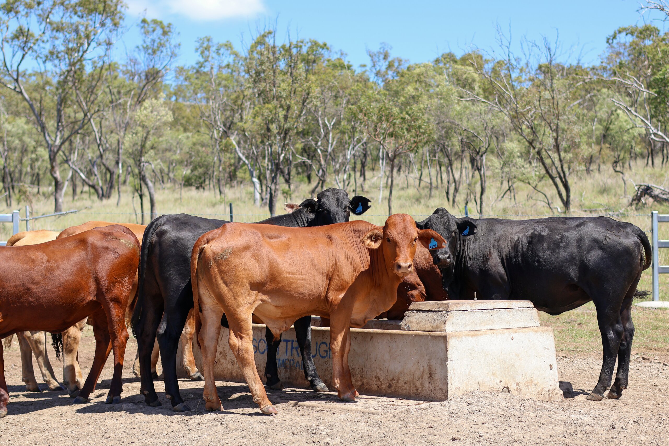 Cows drinking from trough on central Queensland property The Pocket