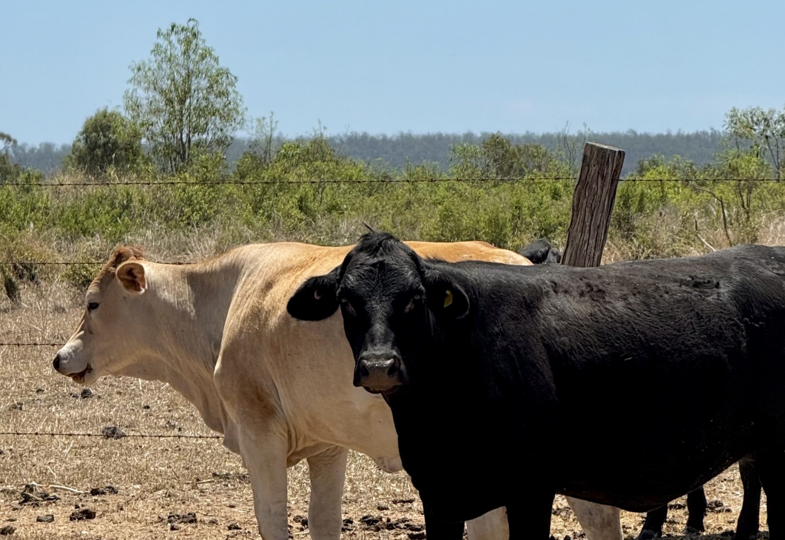 A brown and black cow standing in a paddock