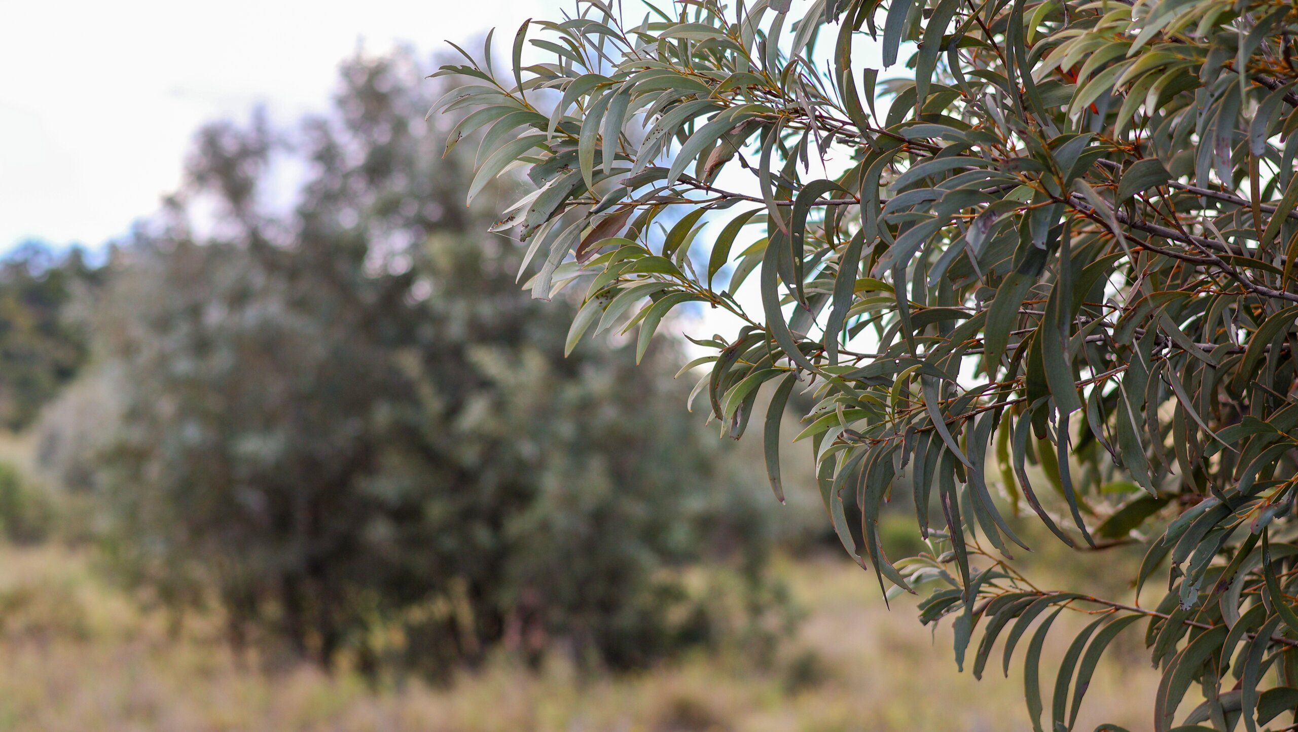 Brigalow on a central Queensland property