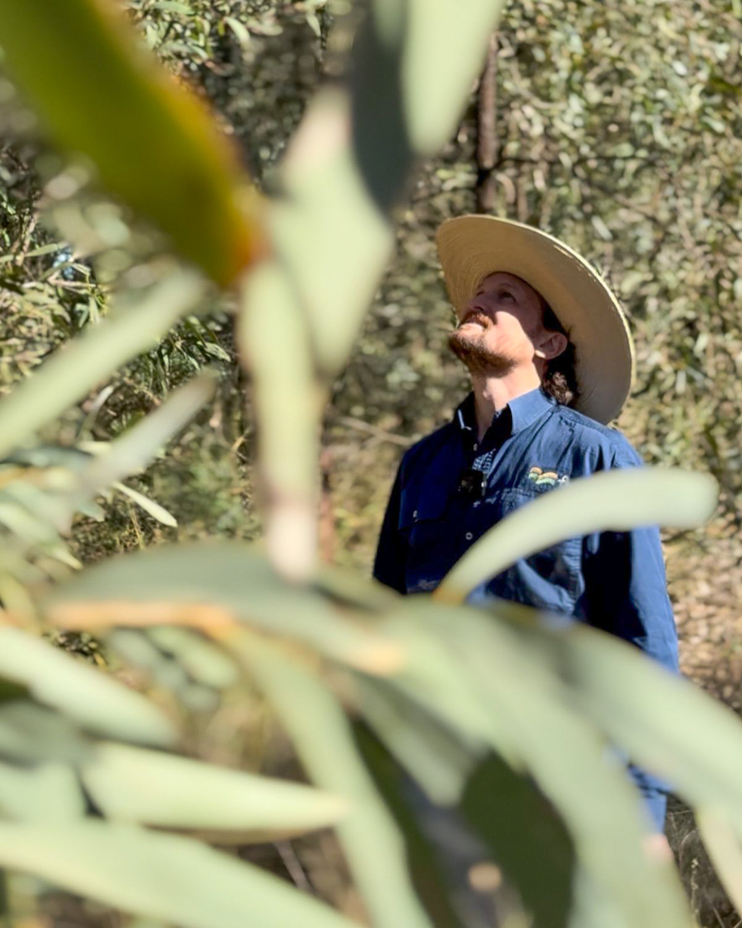 FBA Environment Leader Shannon van Nunen looking at brigalow