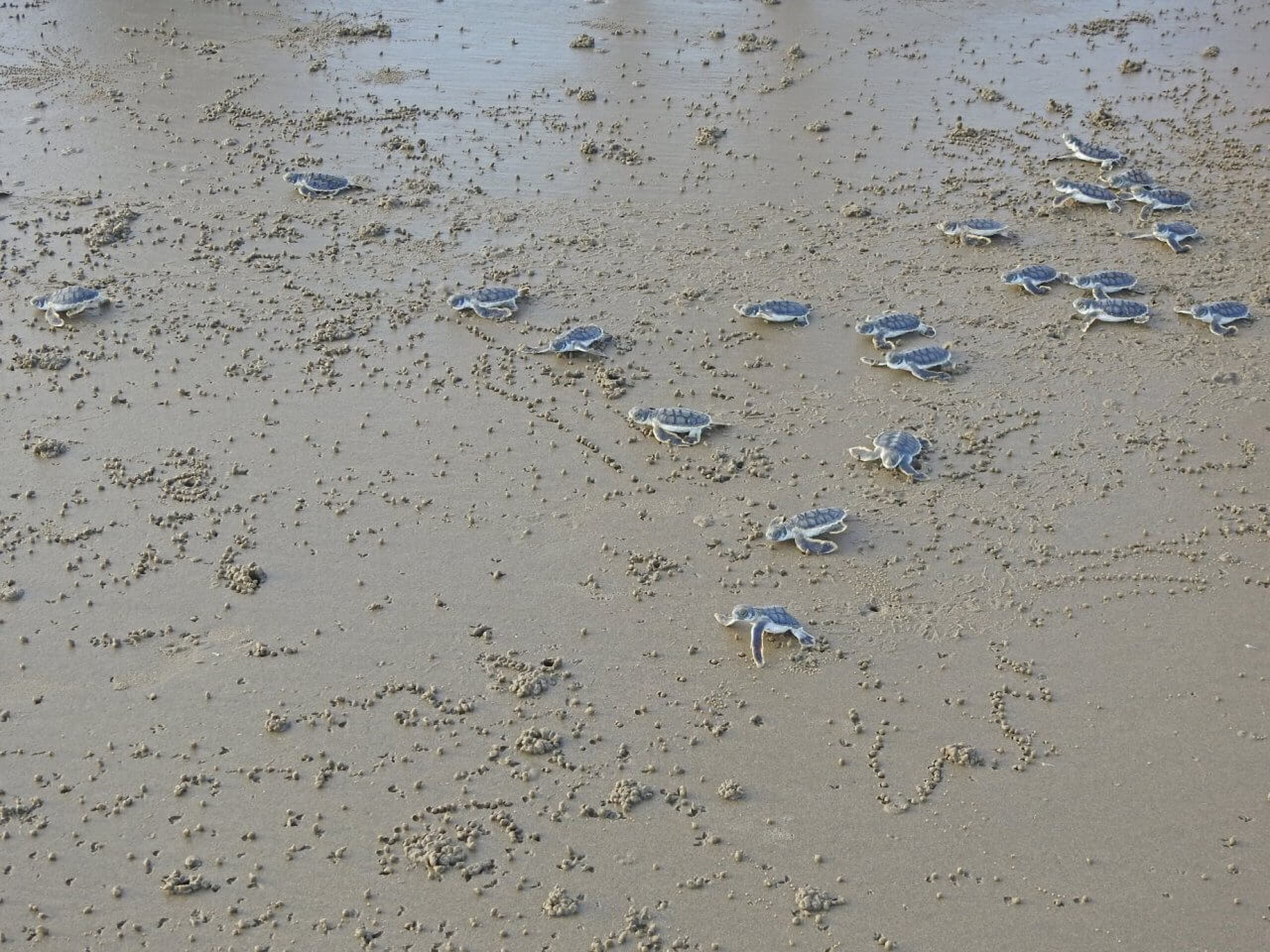 Turtle hatchlings make their way along the beach towards the water.