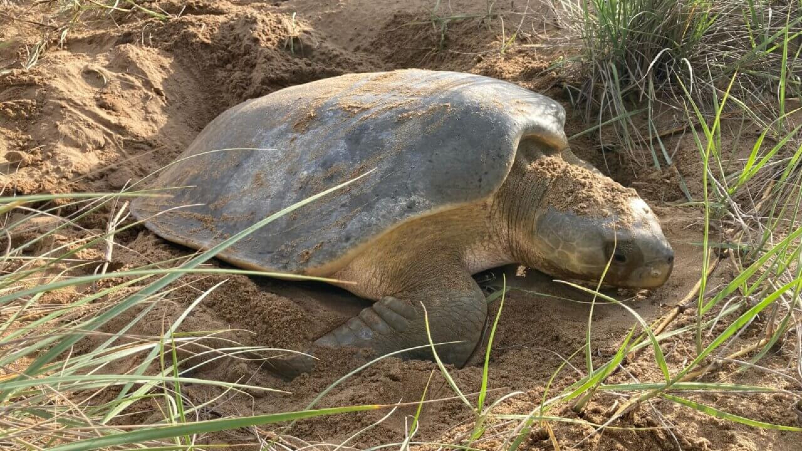 A turtle nesting in the sand.