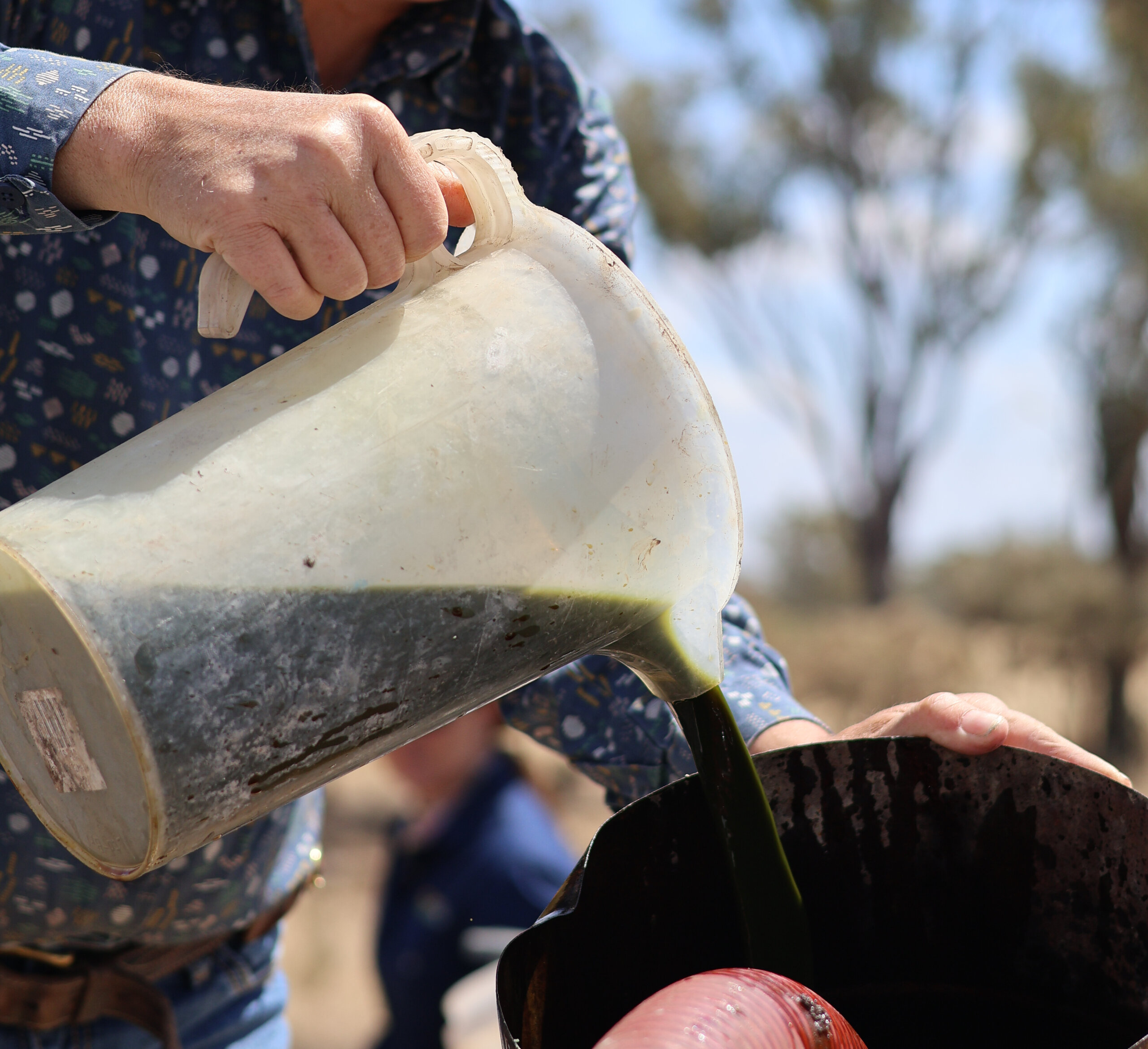 Algae supplementation being mixed into the cattle's drinking water