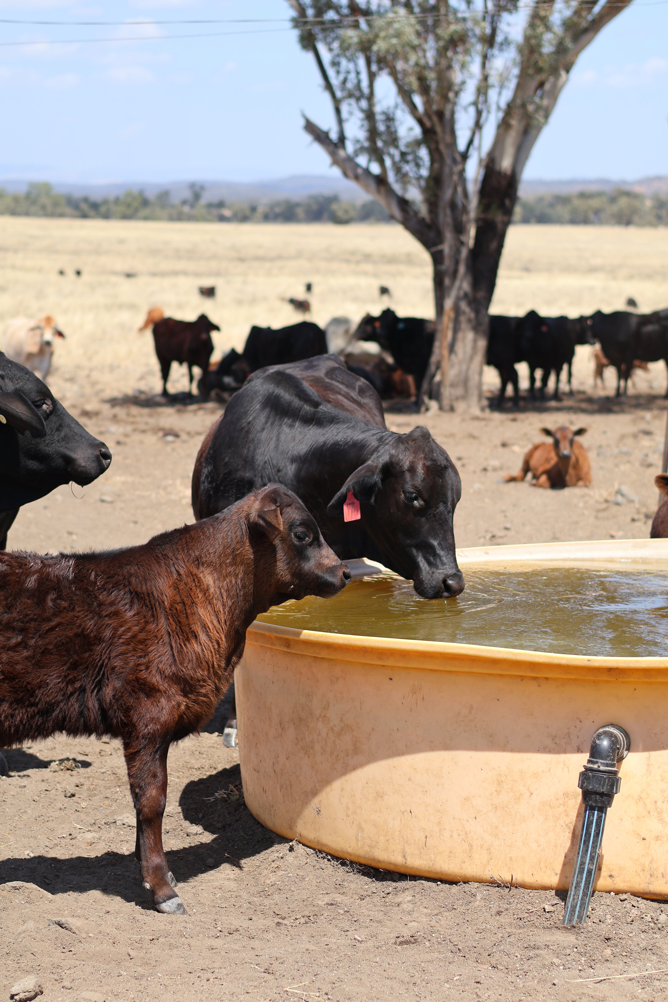 Cattle on a CQ property drinking out of a trough with algae supplementation in it