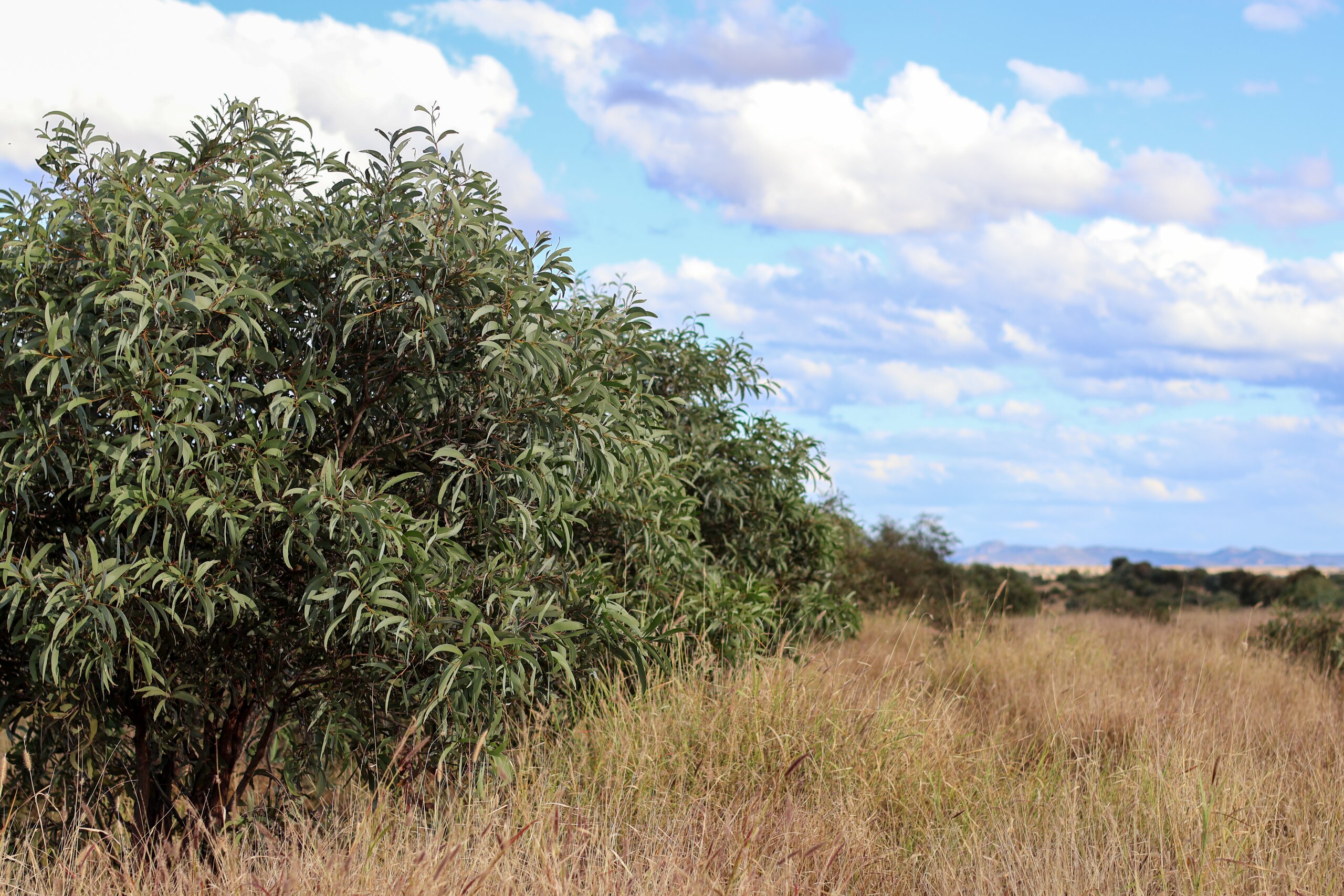 A thriving landscape on a CQ property showing green shrubbery and long grass.