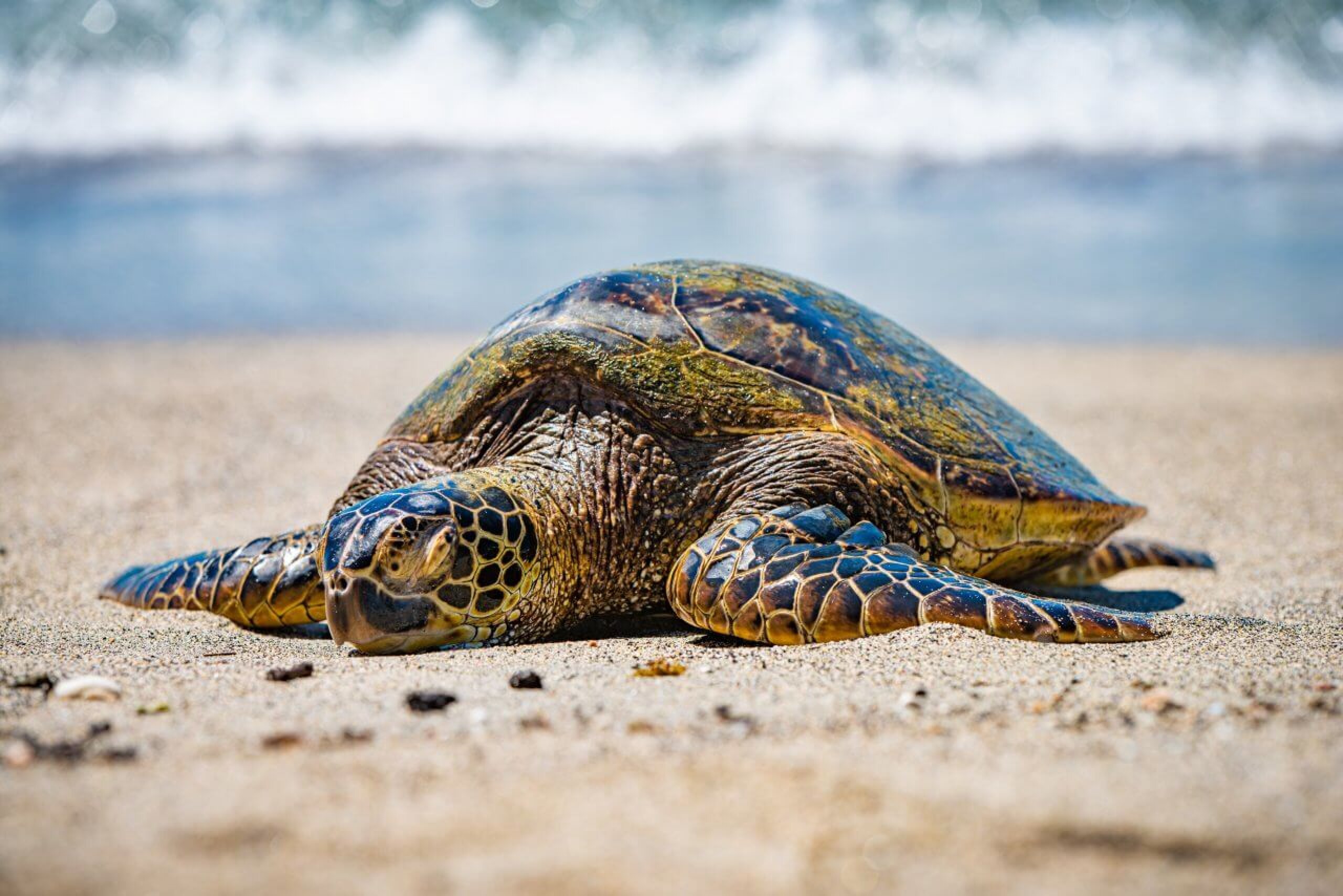 A turtle basking on the beach