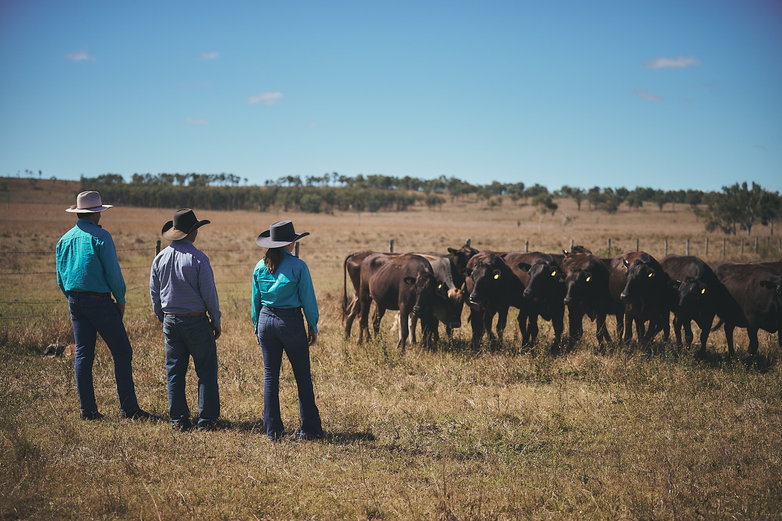 Two FBA staff and a land manager stand in a field observing cattle