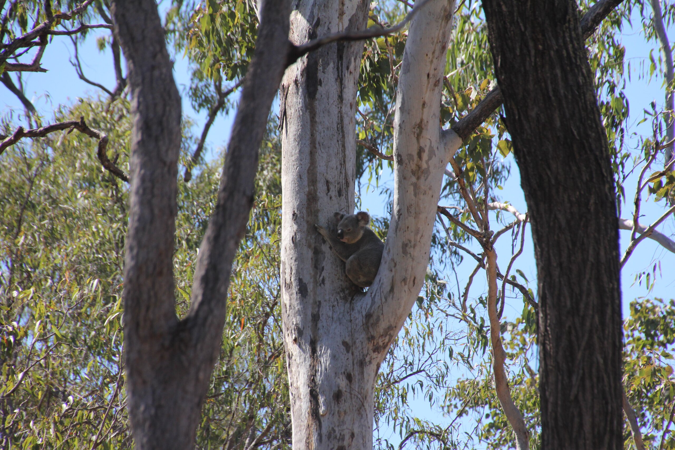 A koala sits in a tree