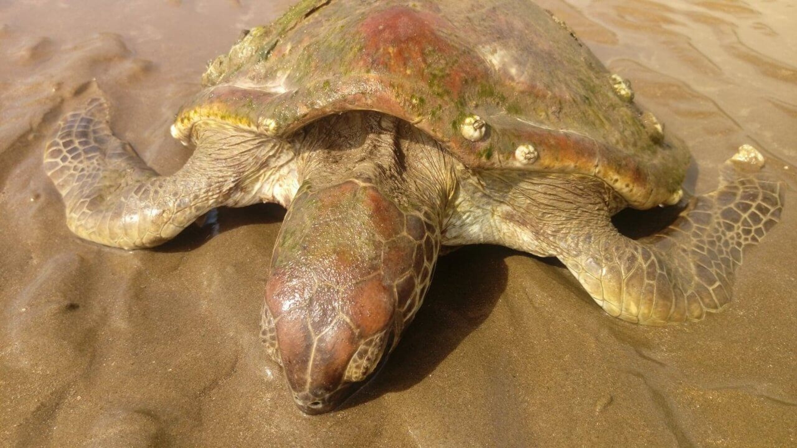 A stranded turtle sinking into the sand