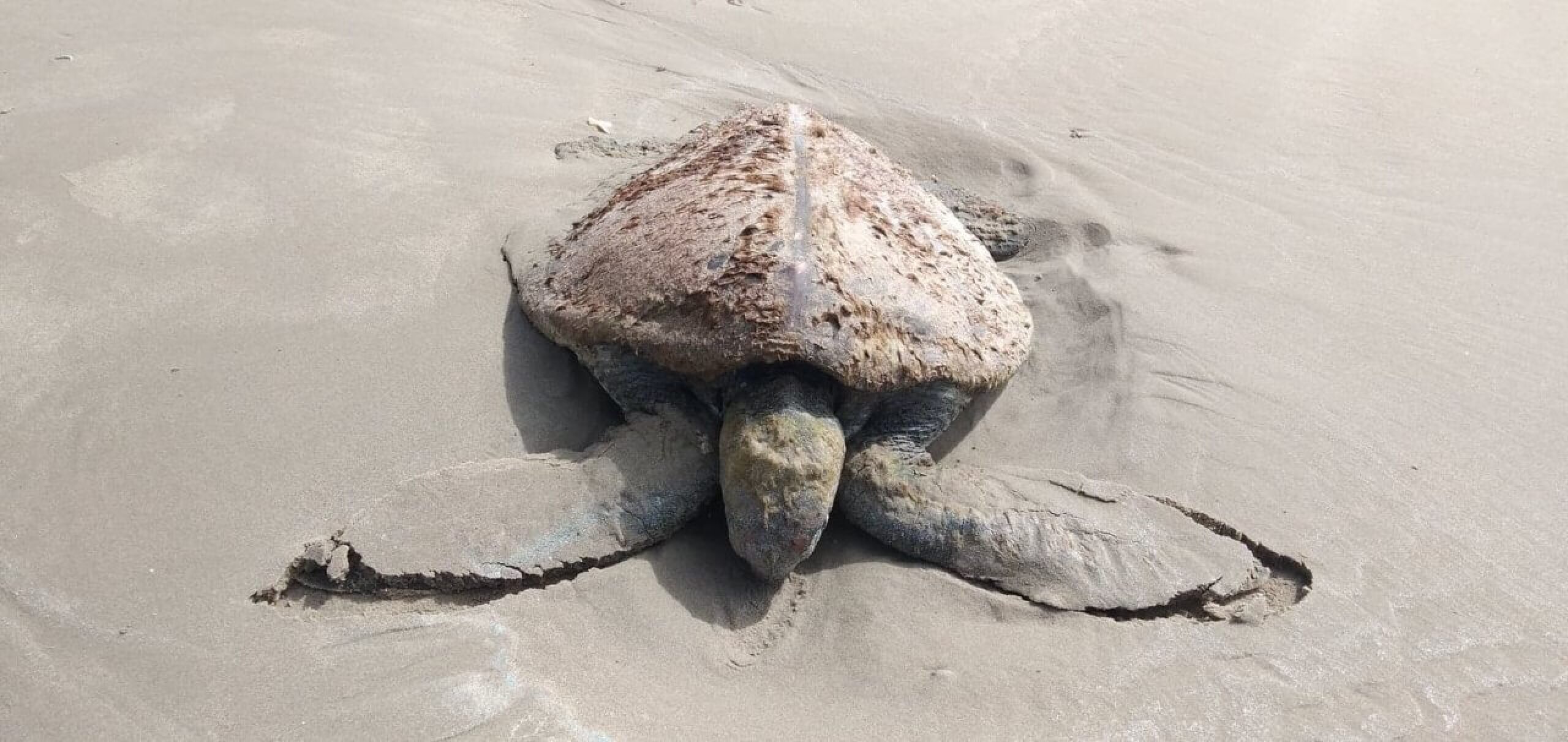 A stranded turtle covered in sand and barnacles