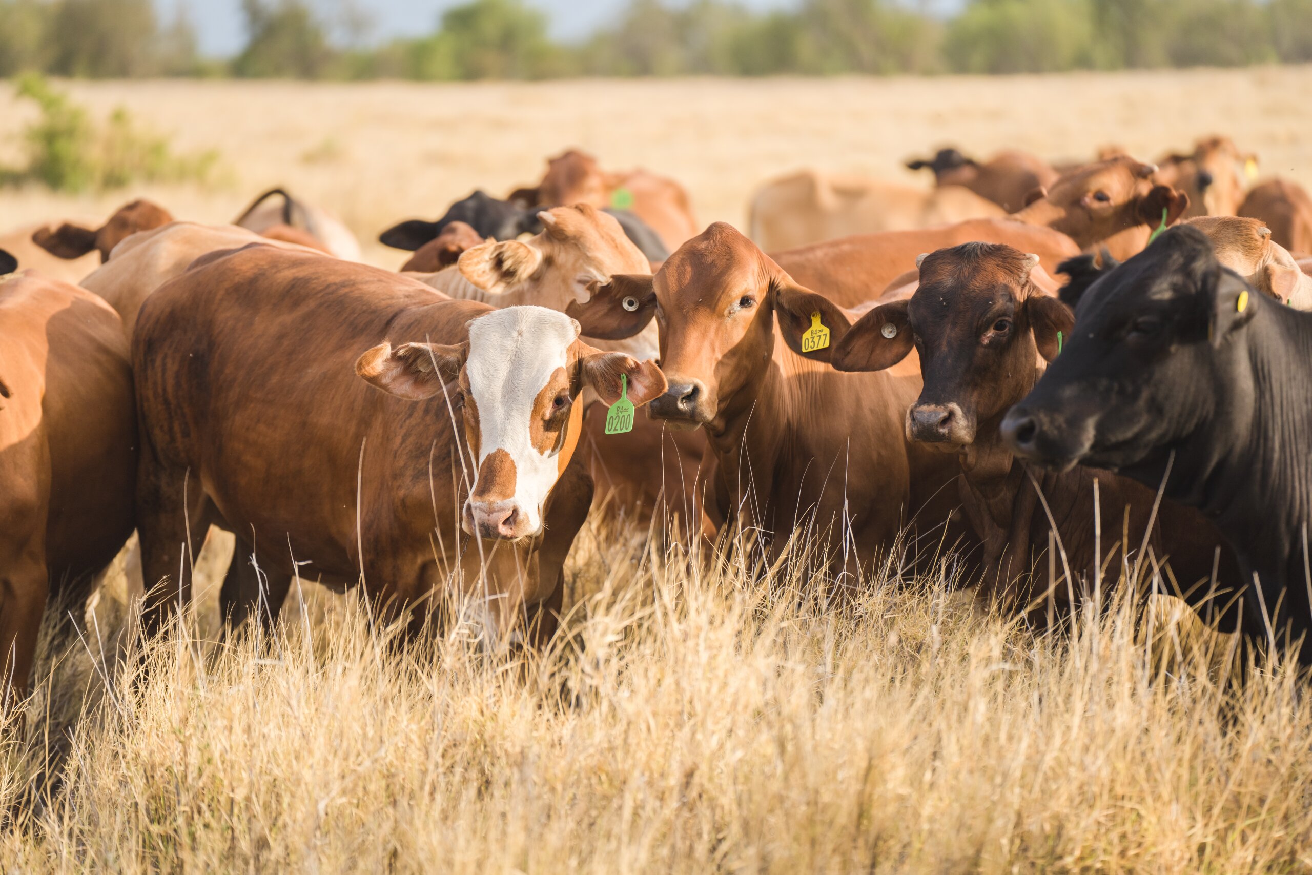 A herd of cattle on a property.