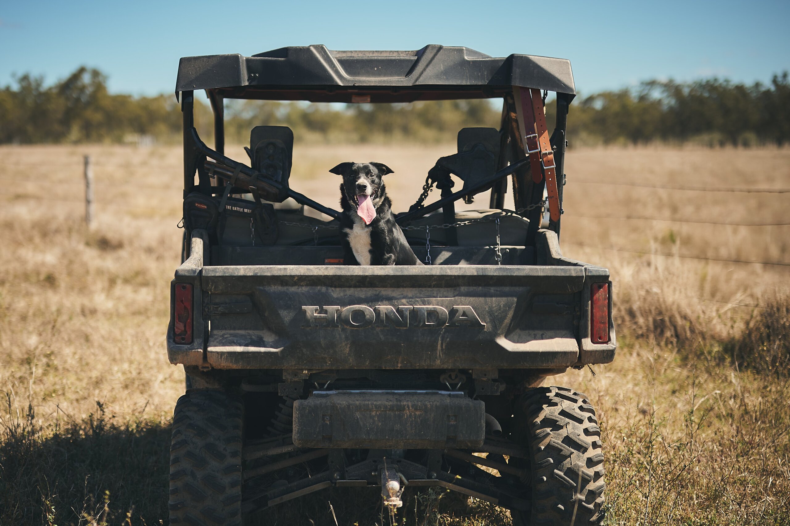 A dog sits in the tray of a buggy on a property.