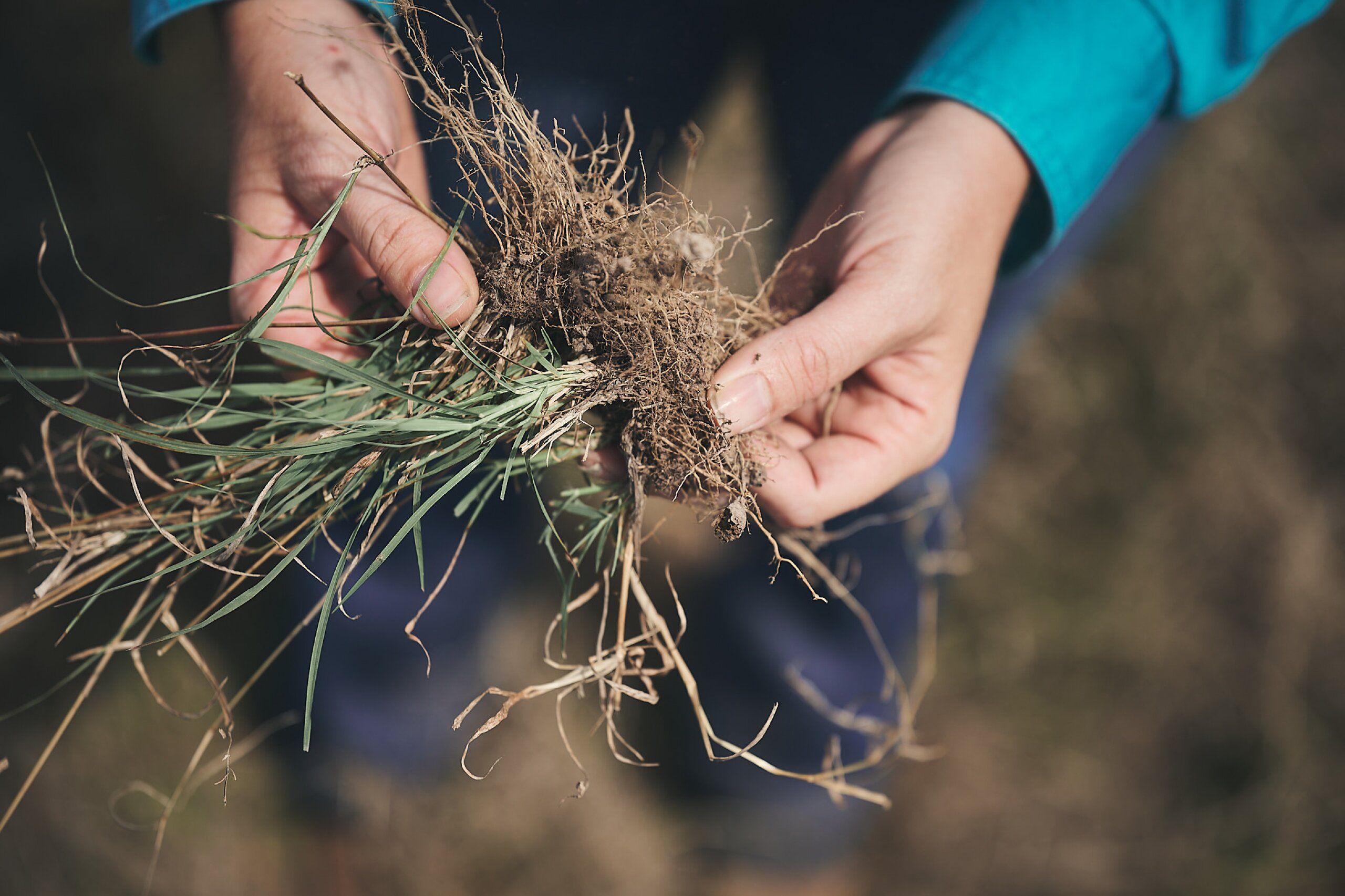 A close up of a clump of gras and soil in someone's hands