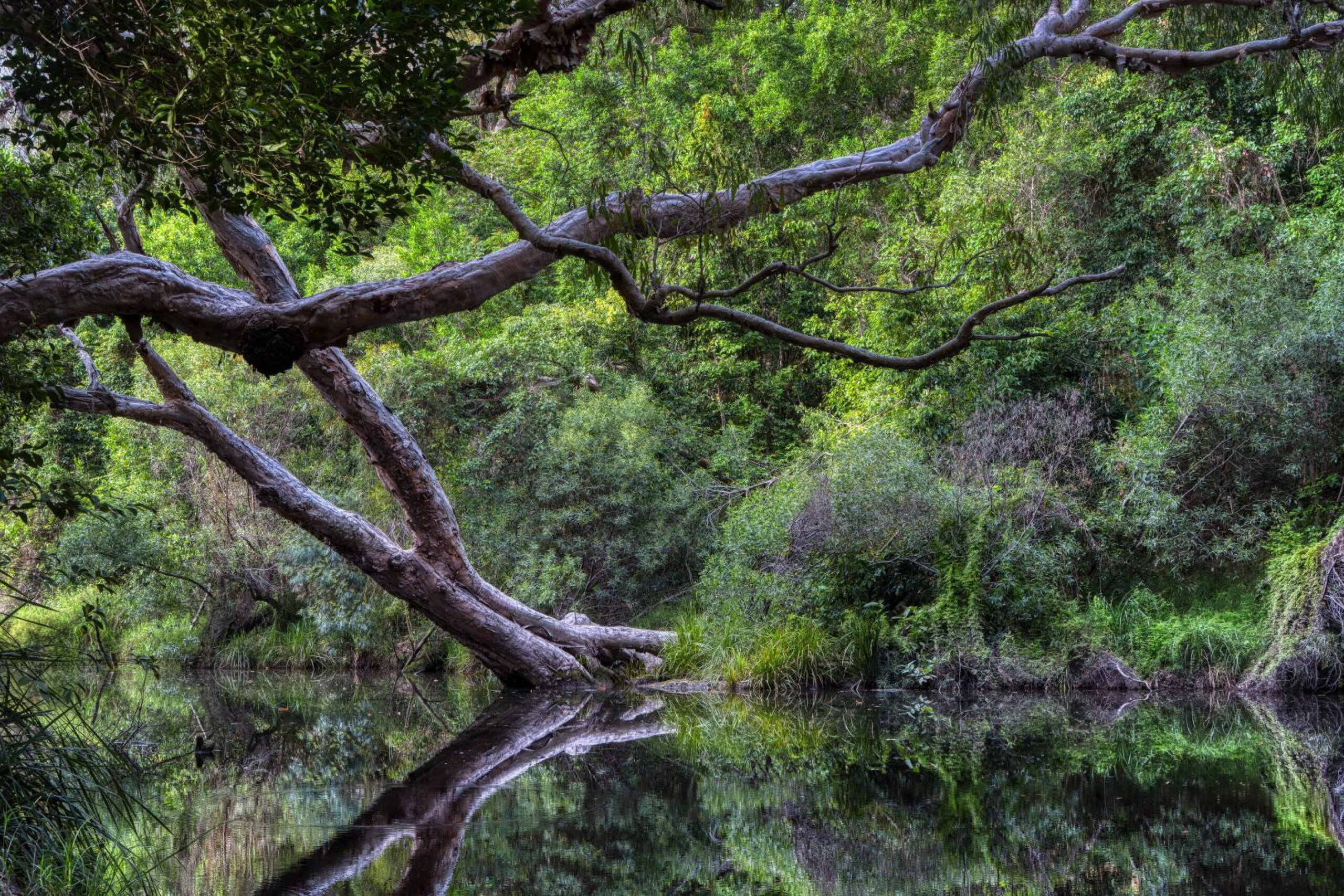 Trees and water at Byfield National Park