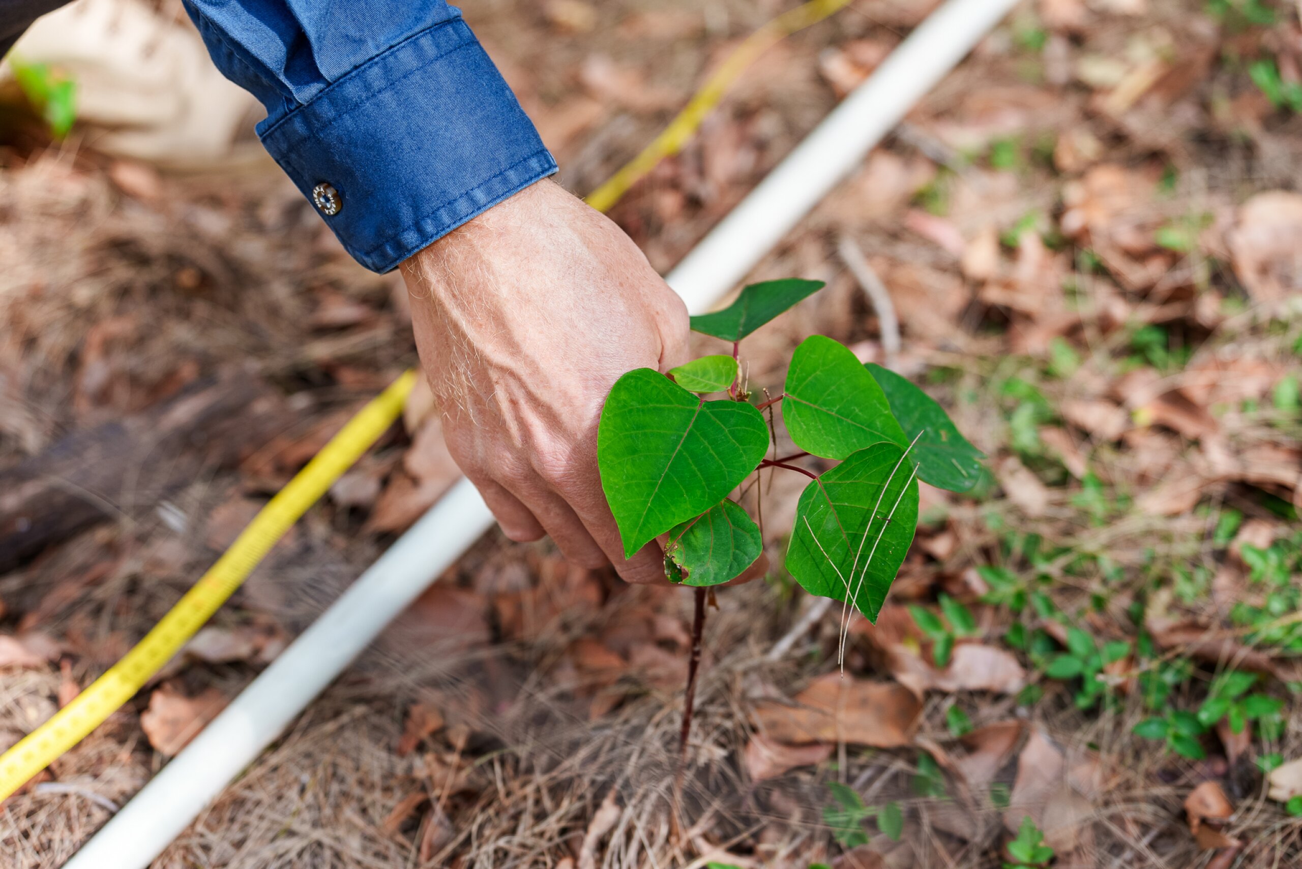 A close up of a hand planting a seedling.