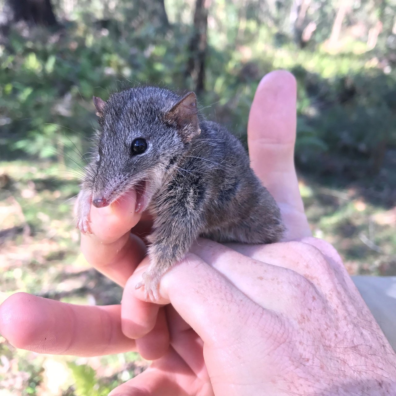 Project funded to protect Central Queensland’s Silverheaded Antechinus
