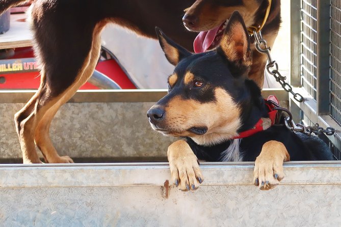 Working Dogs Prove Their Value In Cq Workshops Fitzroy Basin Association