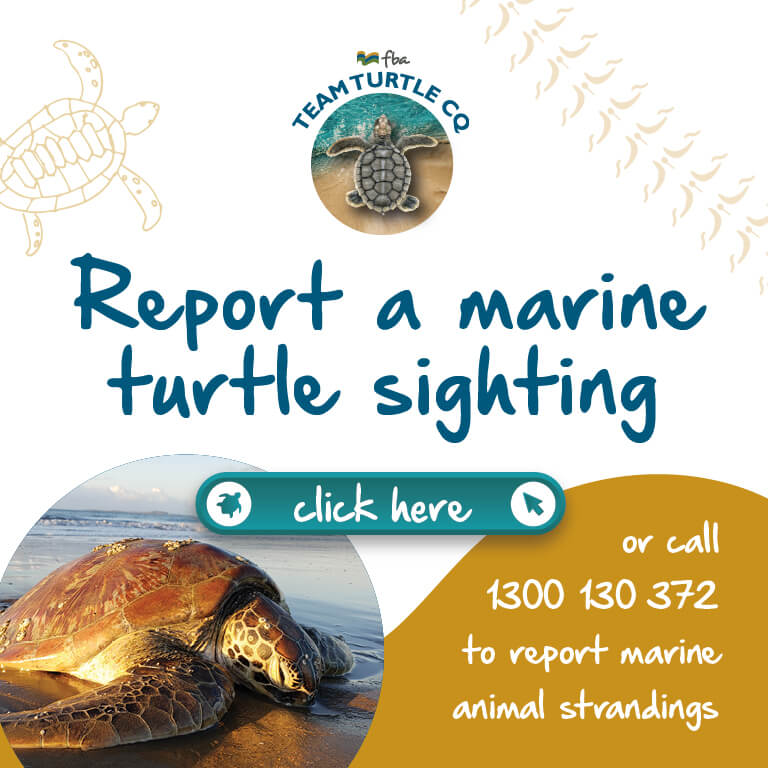 FBA266 Report a marine turtle sighting_MOBILE WEB BANNER_768X768_DRAFT