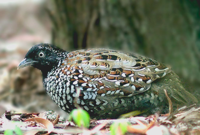 Black Breasted Button Quail Fitzroy Basin Association