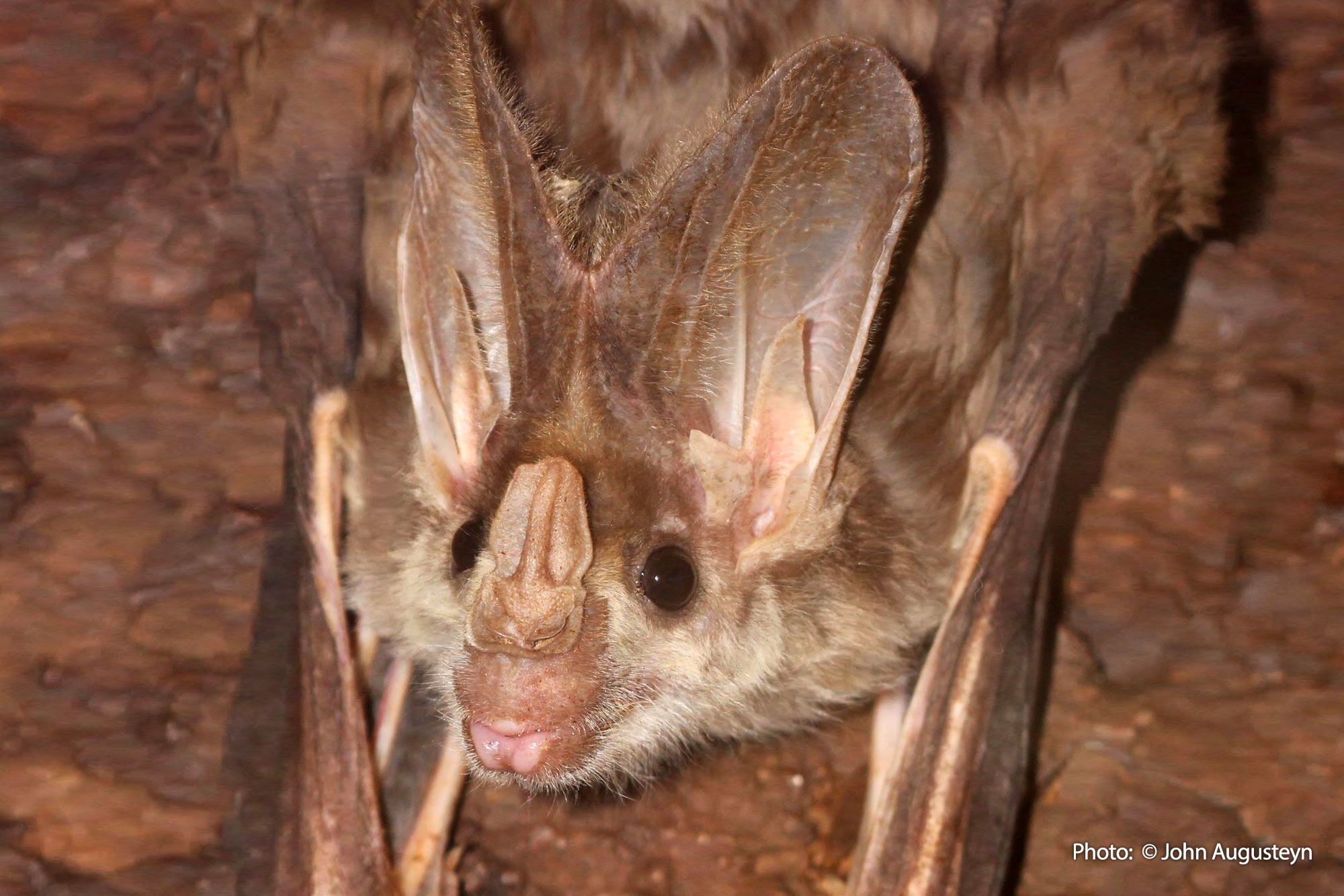 Ghost Bats | Fitzroy Basin Association