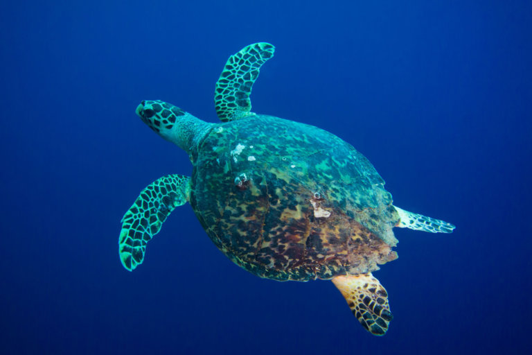 Hawksbill Turtle - Fitzroy Basin Association