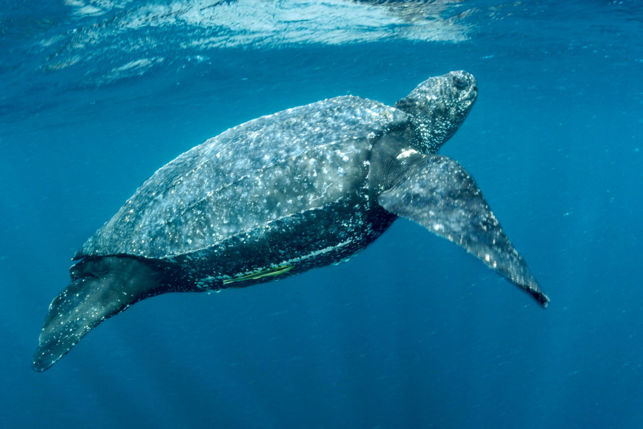 leatherback-turtle-fitzroy-basin-association