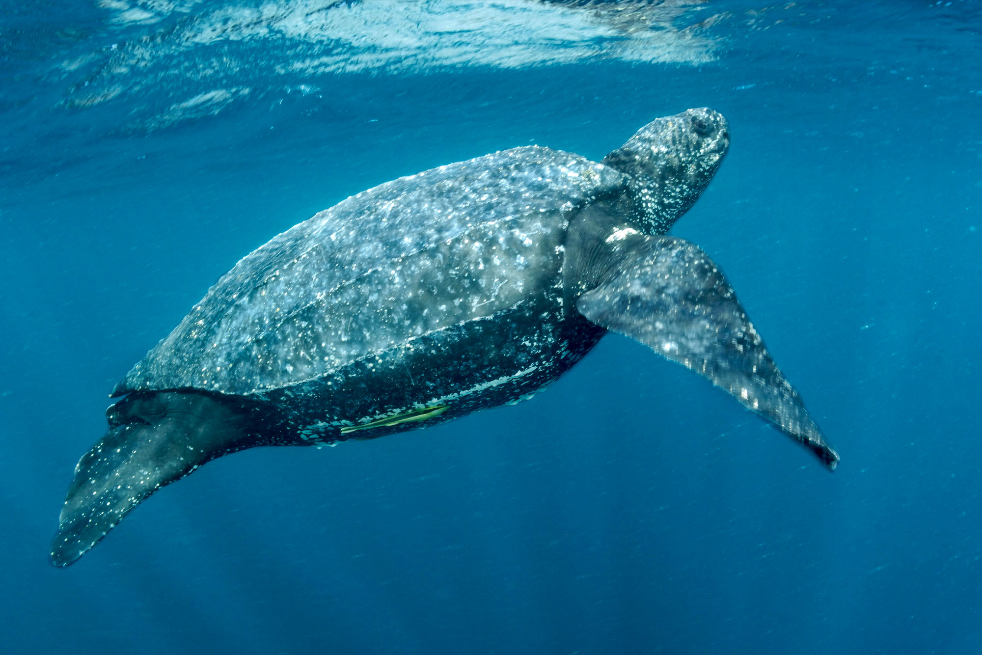 Pacific Leatherback Sea Turtle