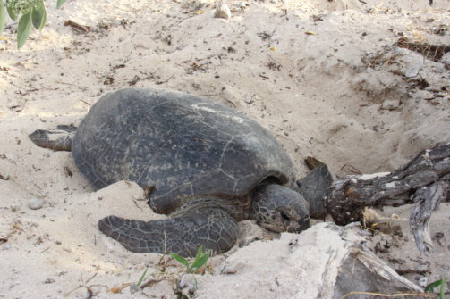 Green Turtle - Fitzroy Basin Association