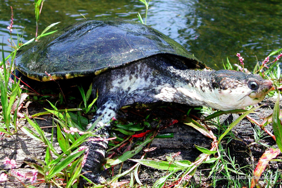 White-throated Snapping Turtle - Fitzroy Basin Association