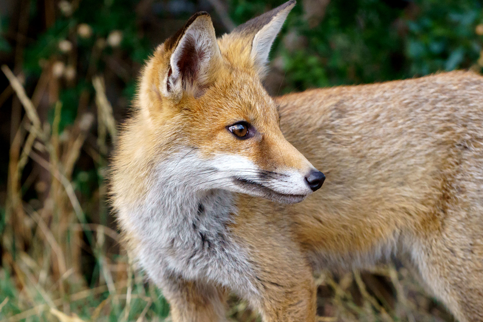 Red fox фото