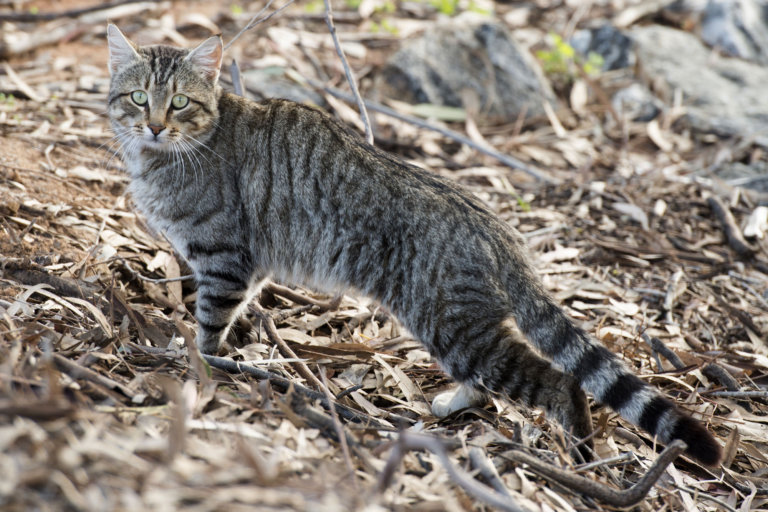 download feral cats for free