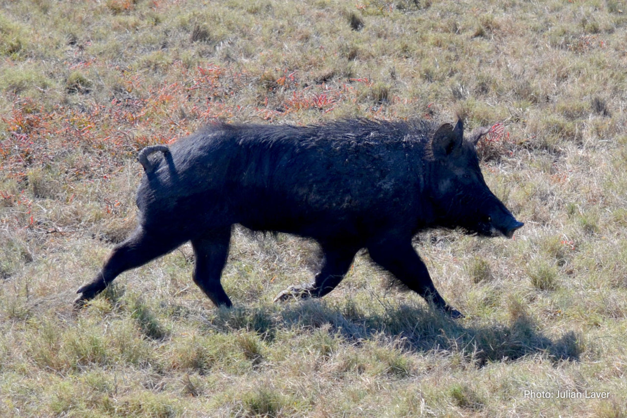 feral-pig - Fitzroy Basin Association