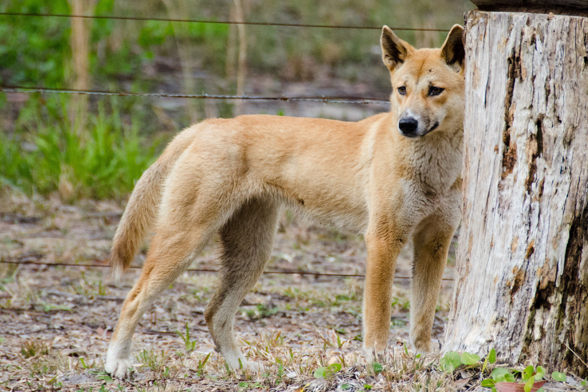 Types Of Wild Dogs Gulftraffic