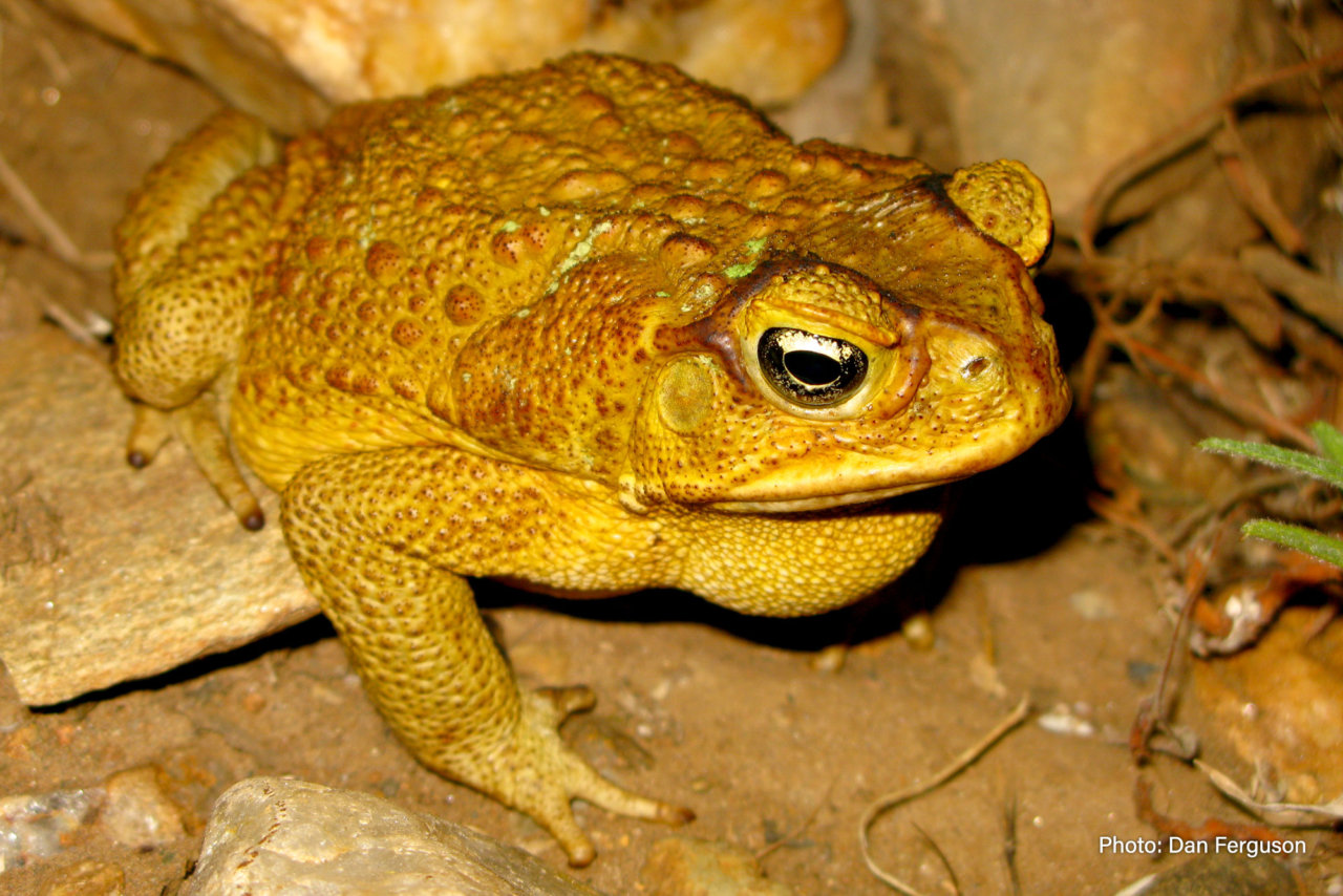 cane-toad-fitzroy-basin-association