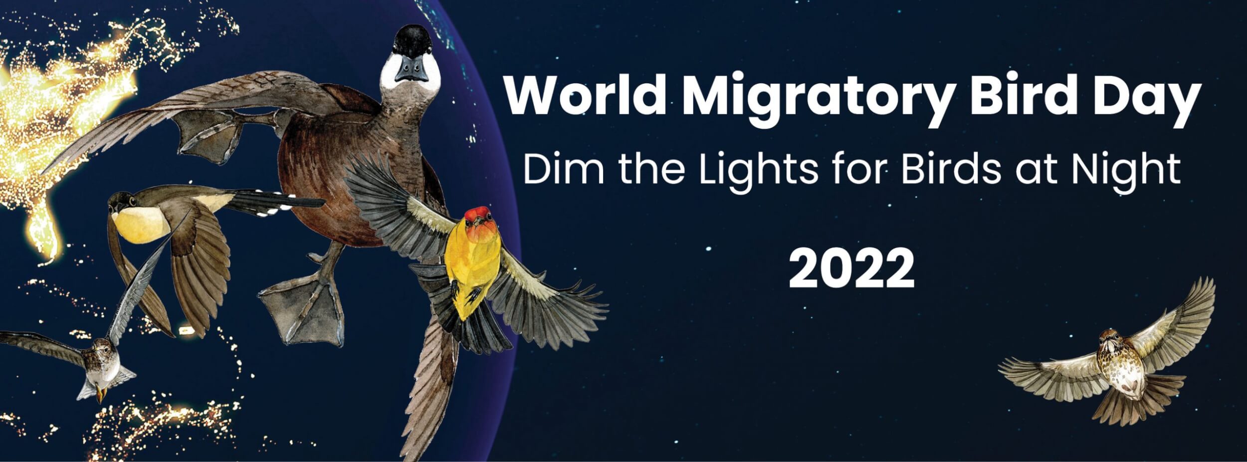 Dim the Lights for Birds at Night! World Migratory Bird Day Fitzroy