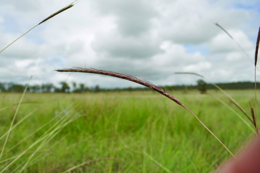 Protecting King Bluegrass in Albinia National Park - Fitzroy Basin