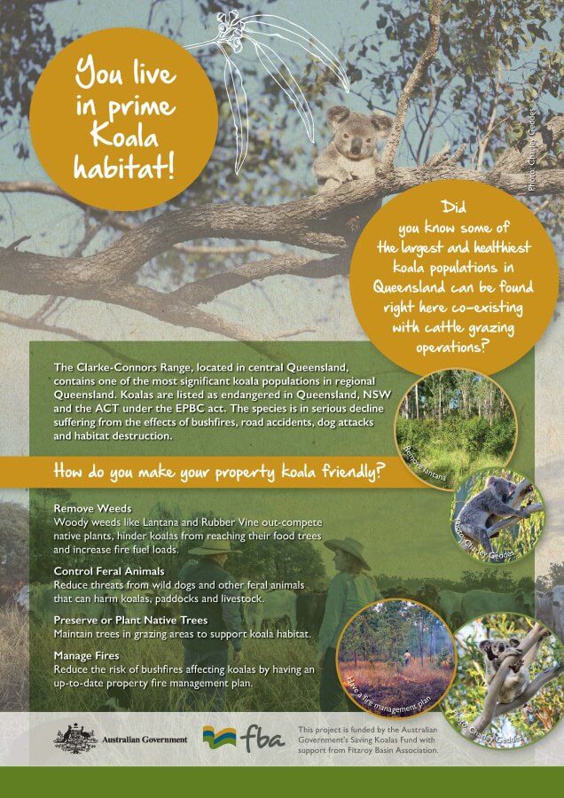 Koala Habitat Fact Sheet - Fitzroy Basin Association